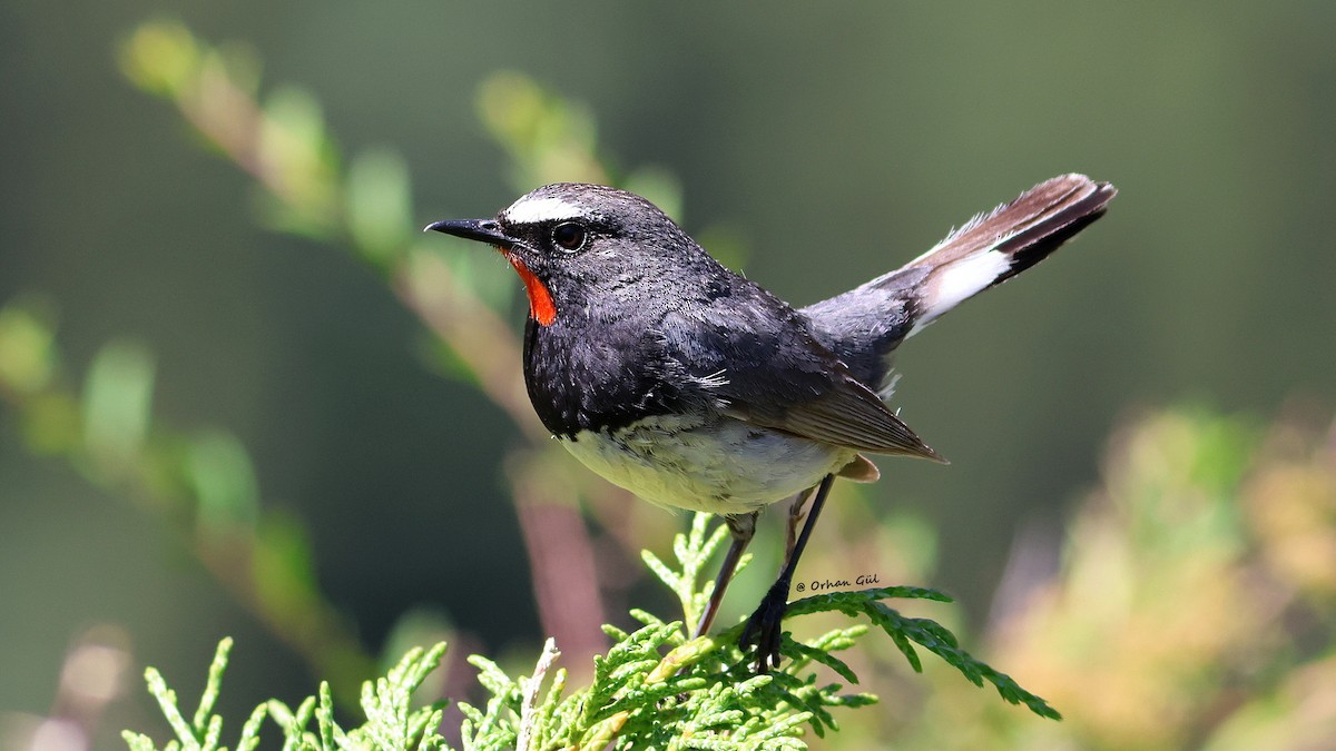 Himalayan Rubythroat - ML642695266