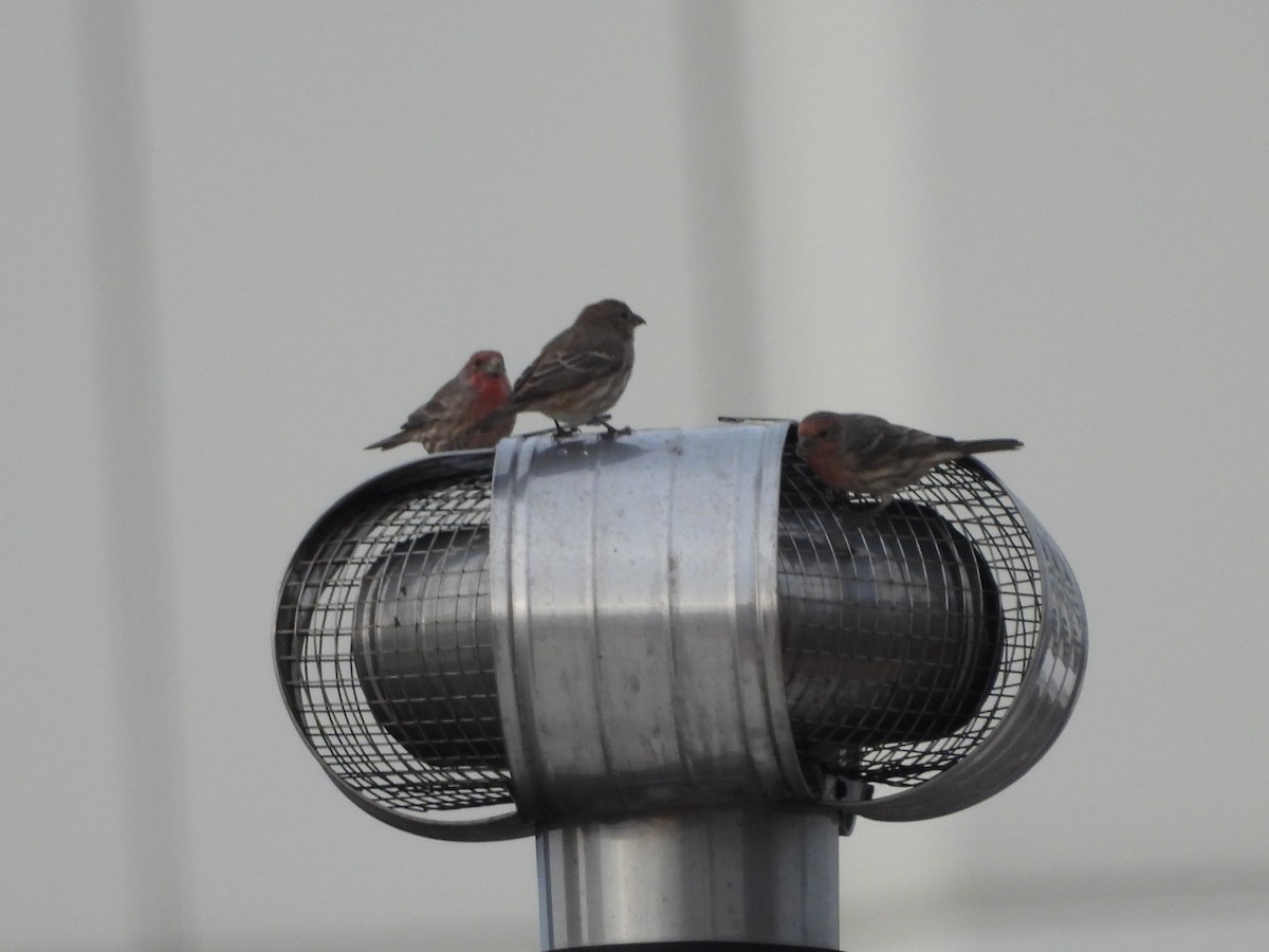 House Finch - ML642695267