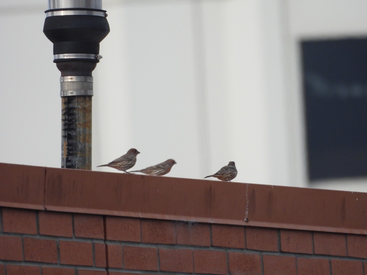 House Finch - ML642695268