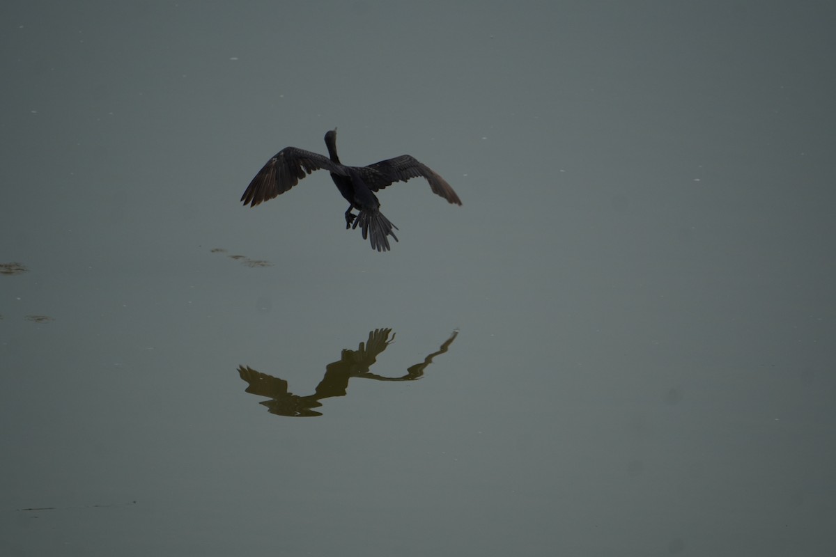 Little Cormorant - ML642695270
