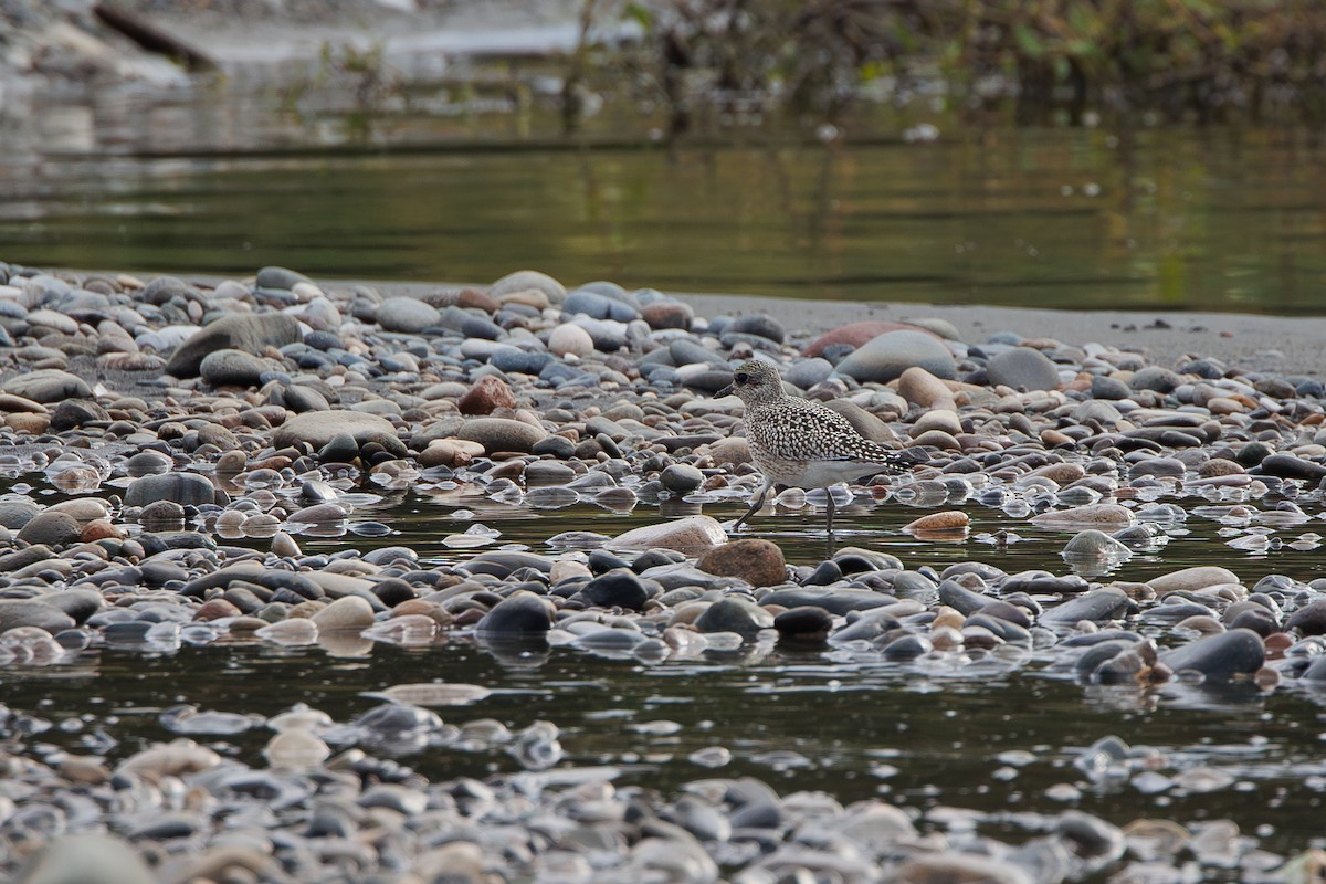 Black-bellied Plover - ML642695271
