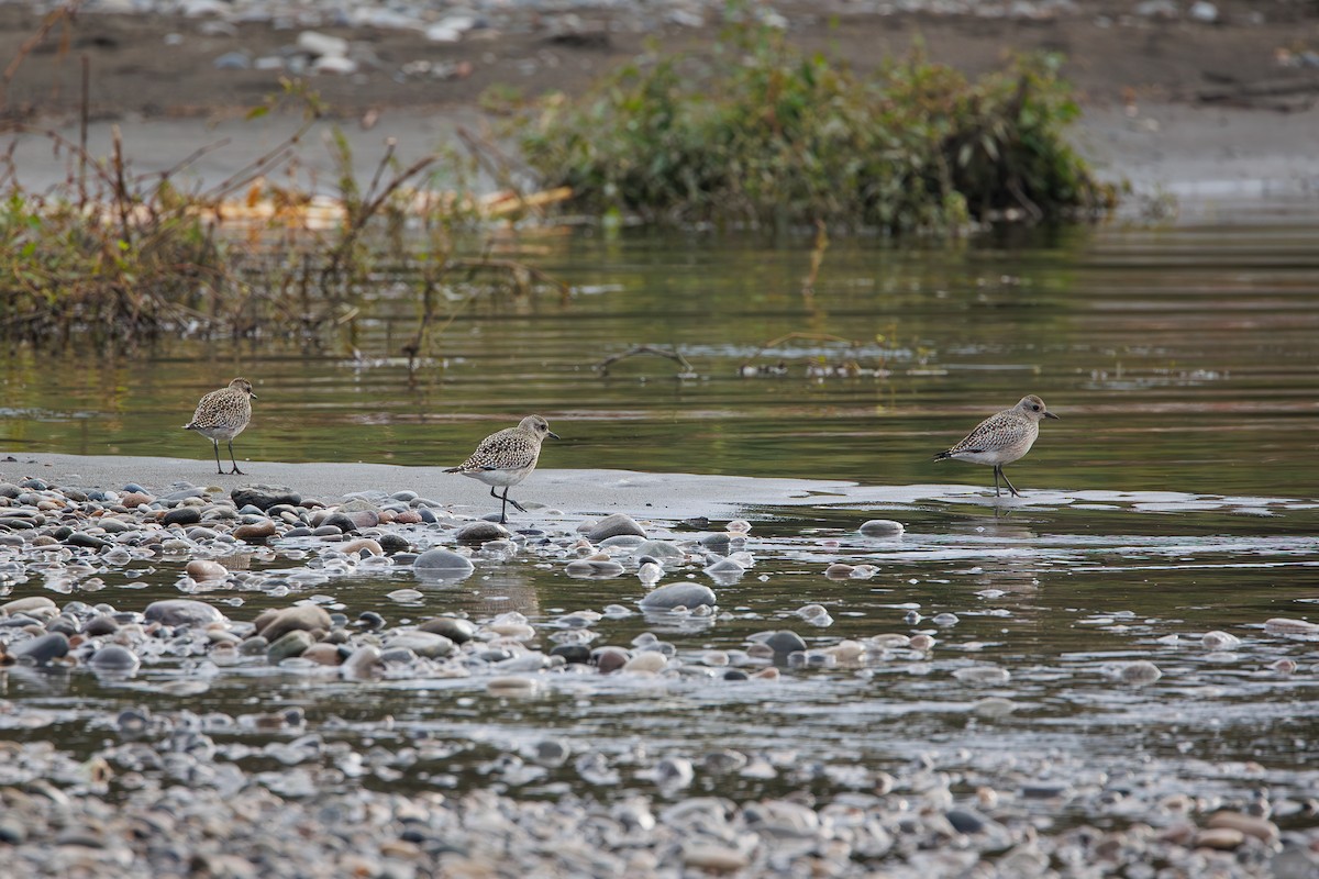 Black-bellied Plover - ML642695272