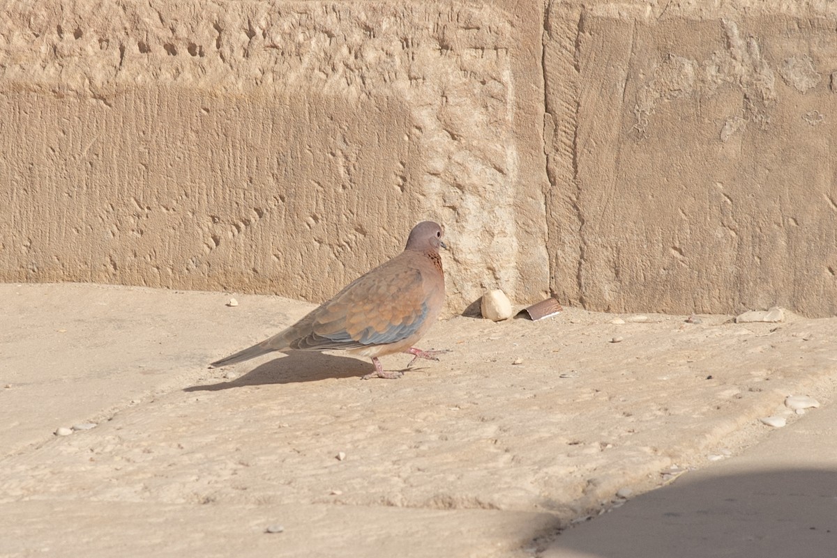 Tórtola Senegalesa - ML642695278
