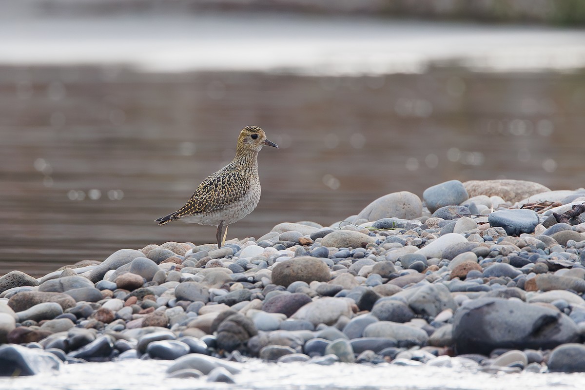 Chorlito Dorado Europeo - ML642695288