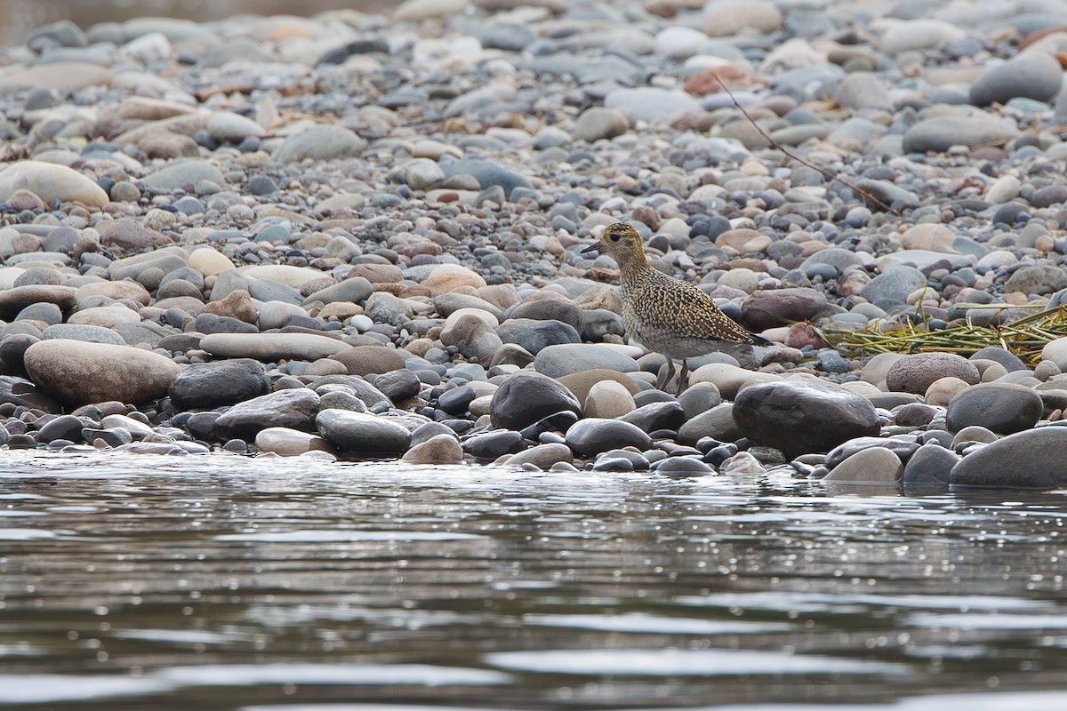Chorlito Dorado Europeo - ML642695289