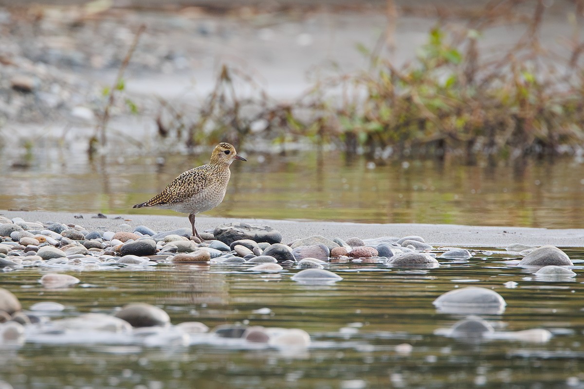 Chorlito Dorado Europeo - ML642695296