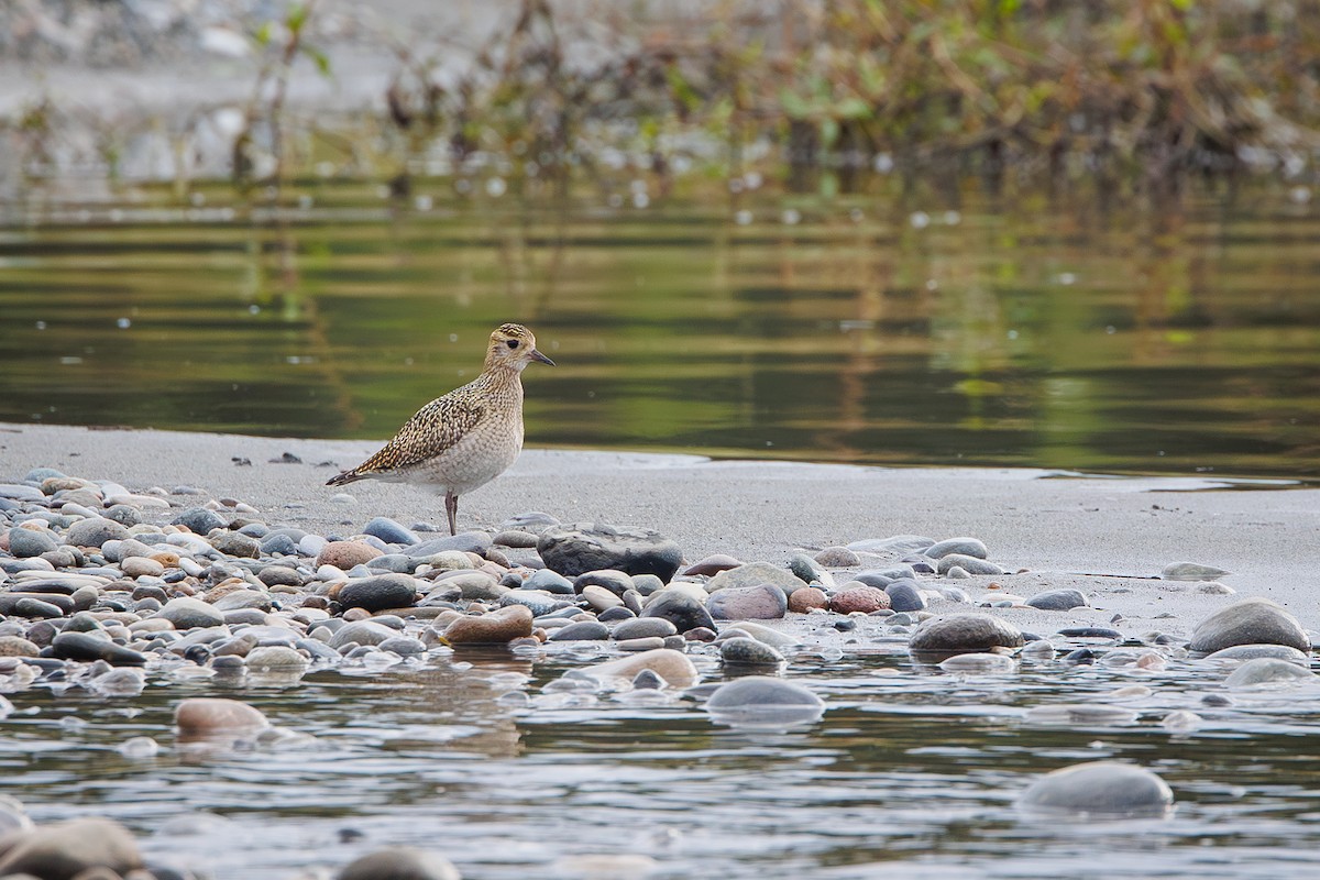 Chorlito Dorado Europeo - ML642695298