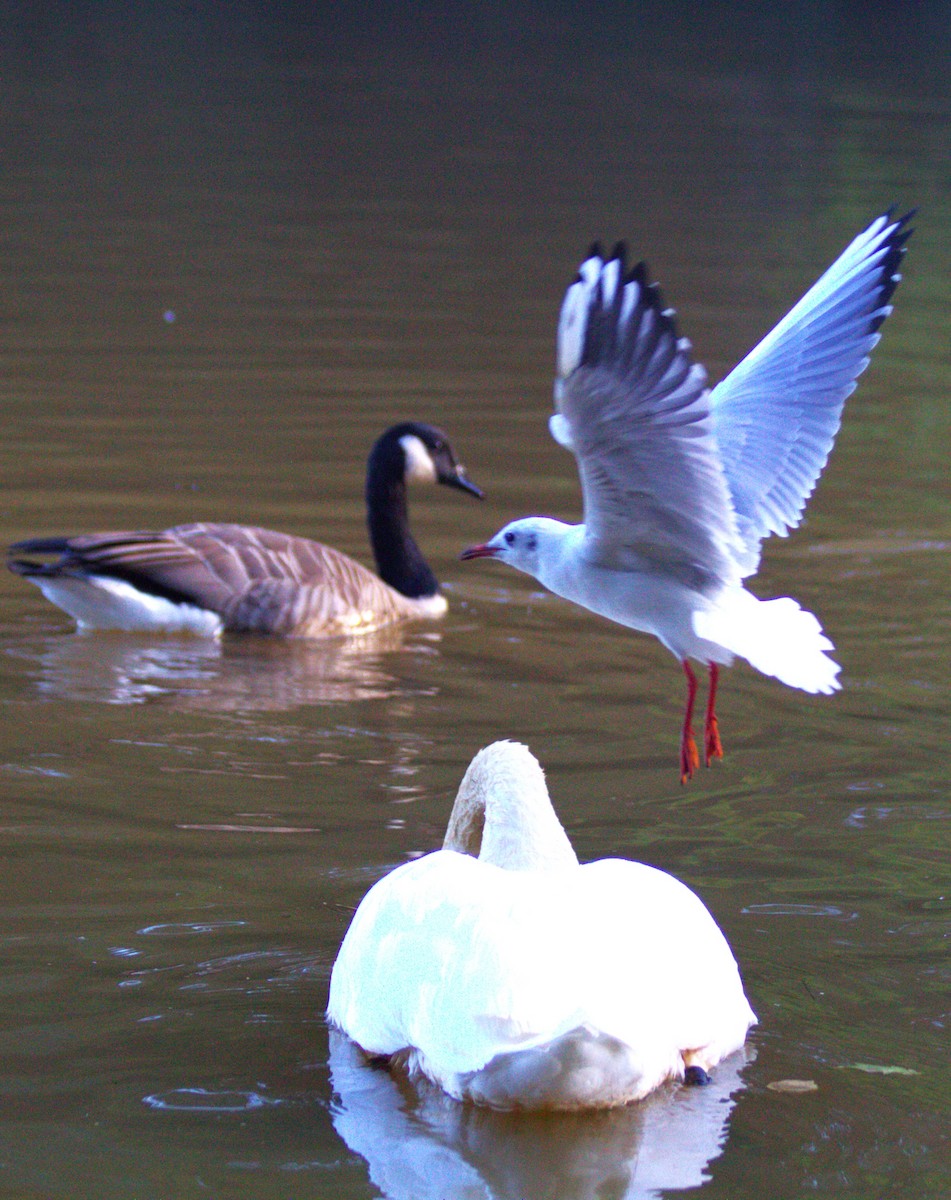 Gaviota Reidora - ML642695302