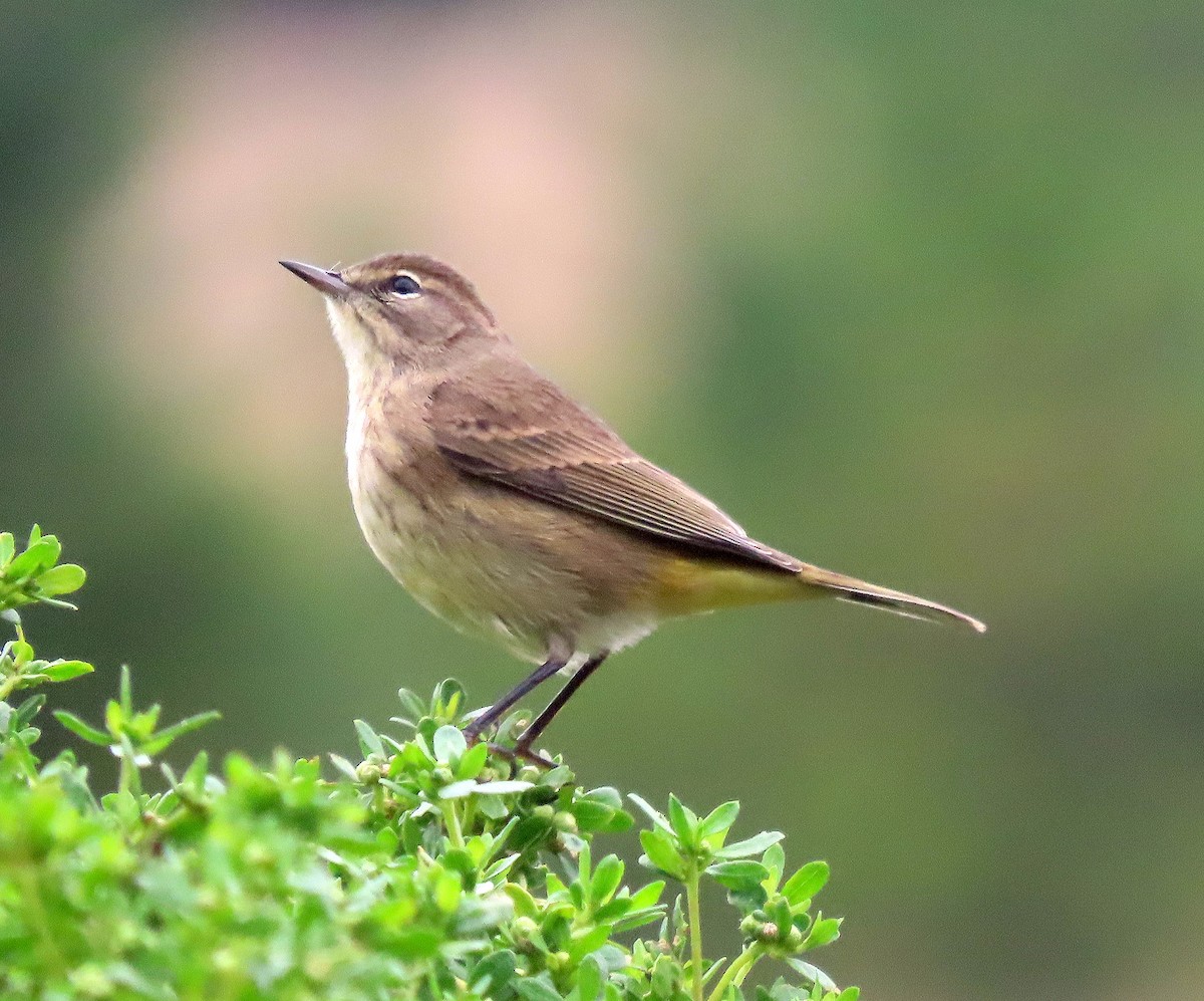 Palm Warbler (Western) - ML642695306