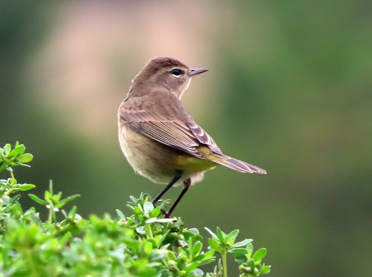 Palm Warbler (Western) - ML642695325
