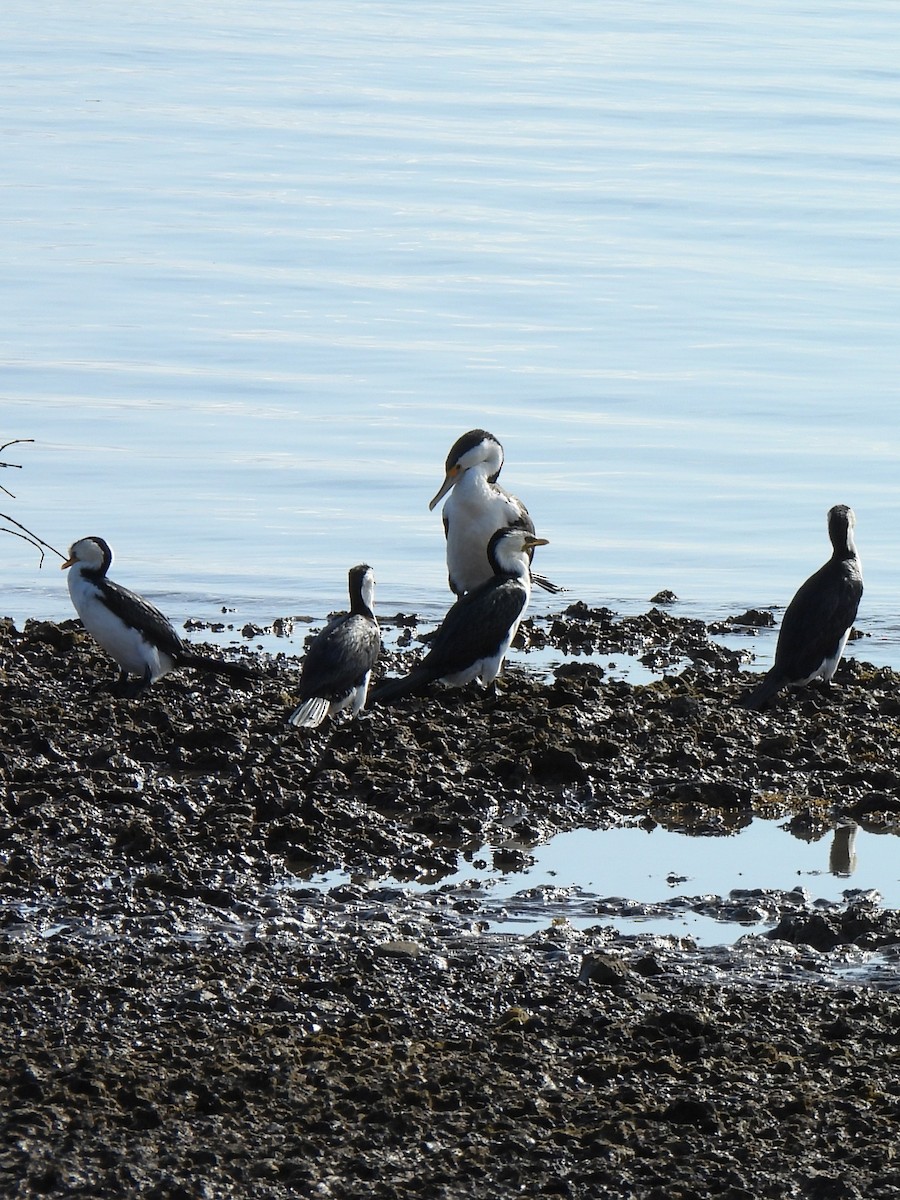 Little Pied Cormorant - ML642695330