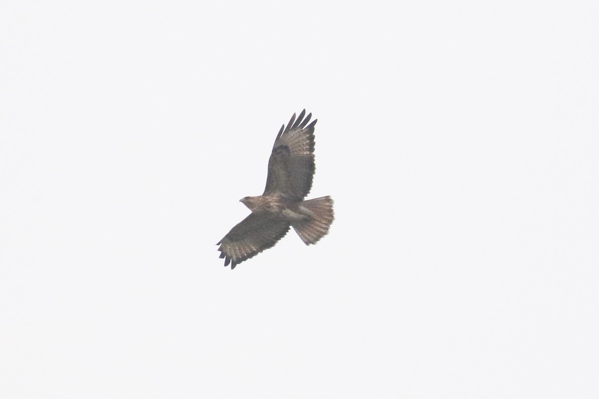 Tibetbussard - ML642695341