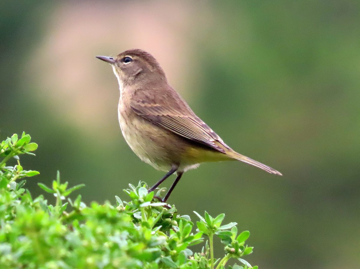 Palm Warbler (Western) - ML642695347