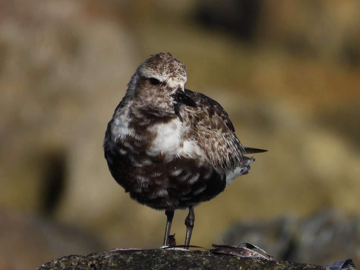 Black-bellied Plover - ML642695352