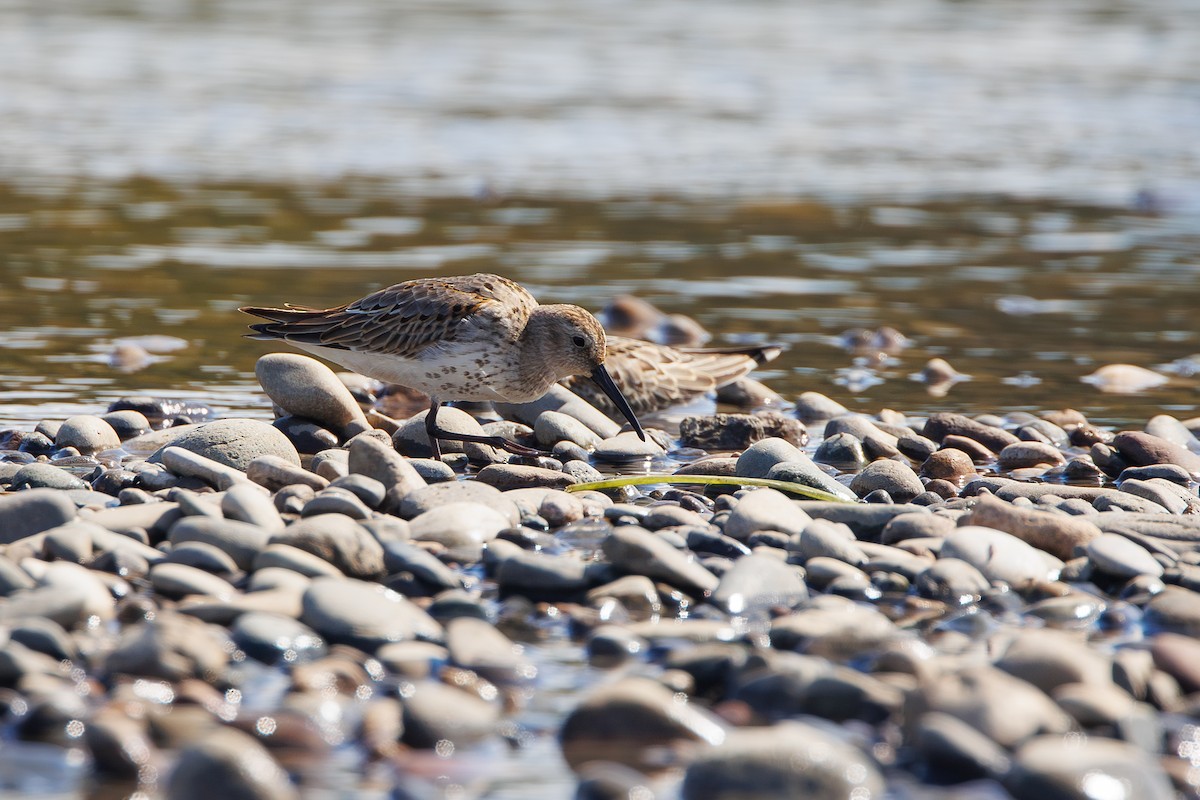 Dunlin - ML642695353