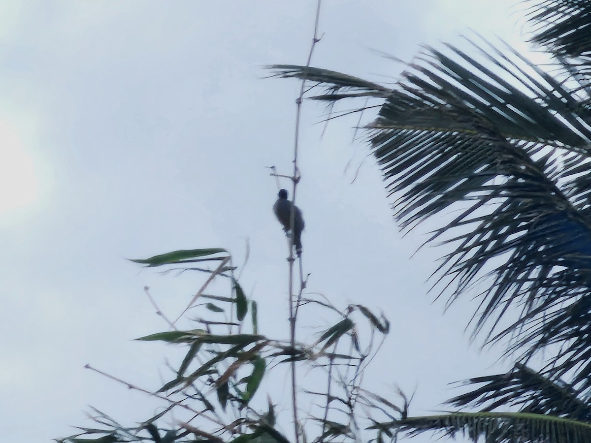 Styan's Bulbul - ML642695354