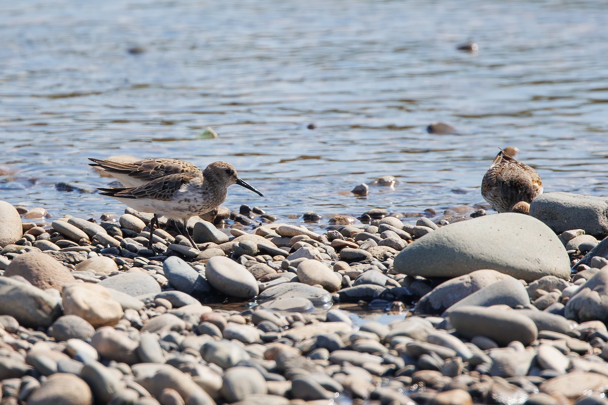 Dunlin - ML642695356