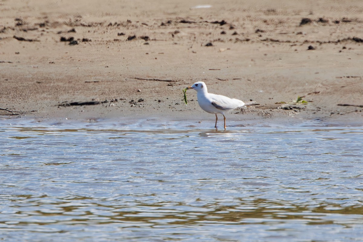 Black-headed Gull - ML642695357