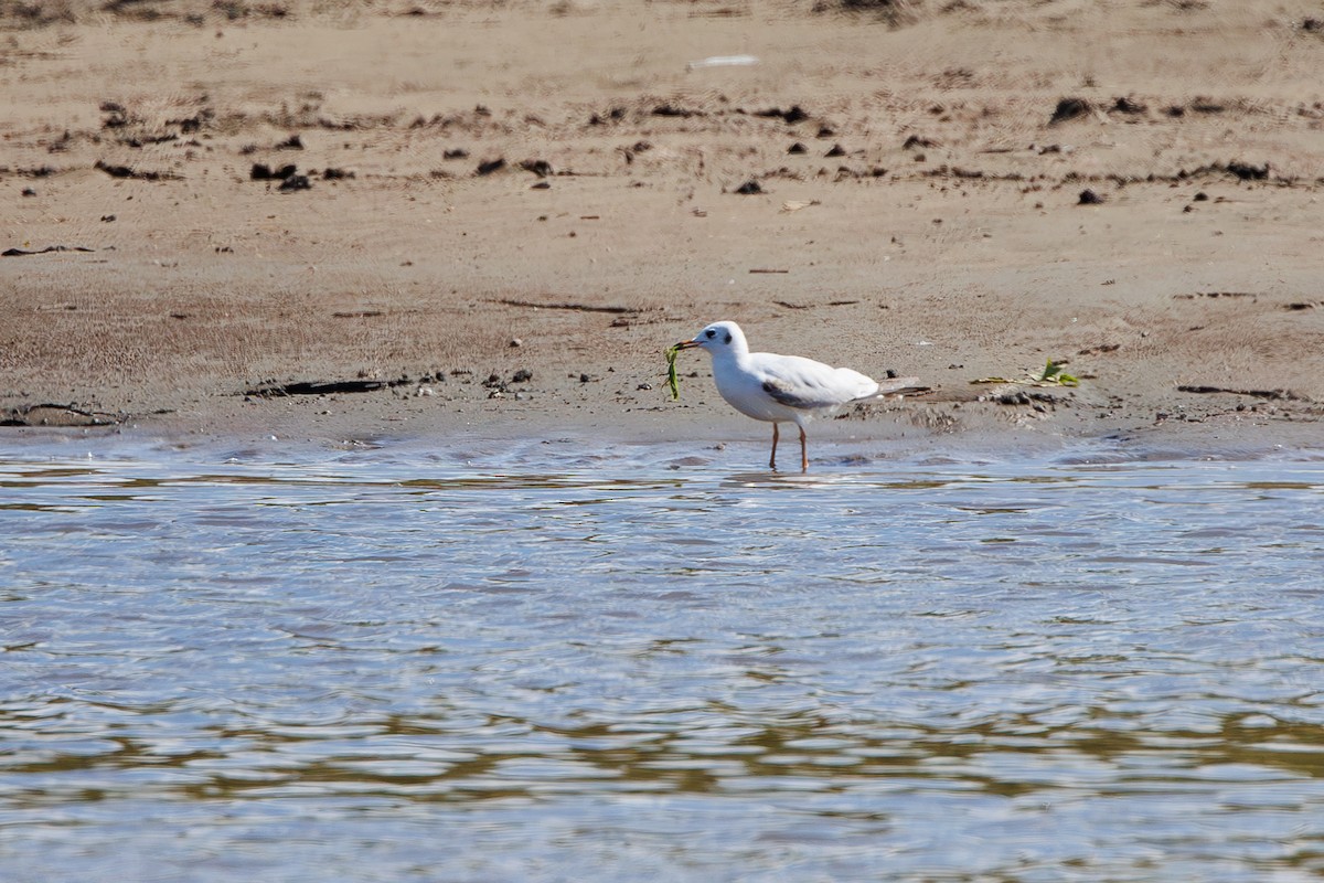 Black-headed Gull - ML642695358