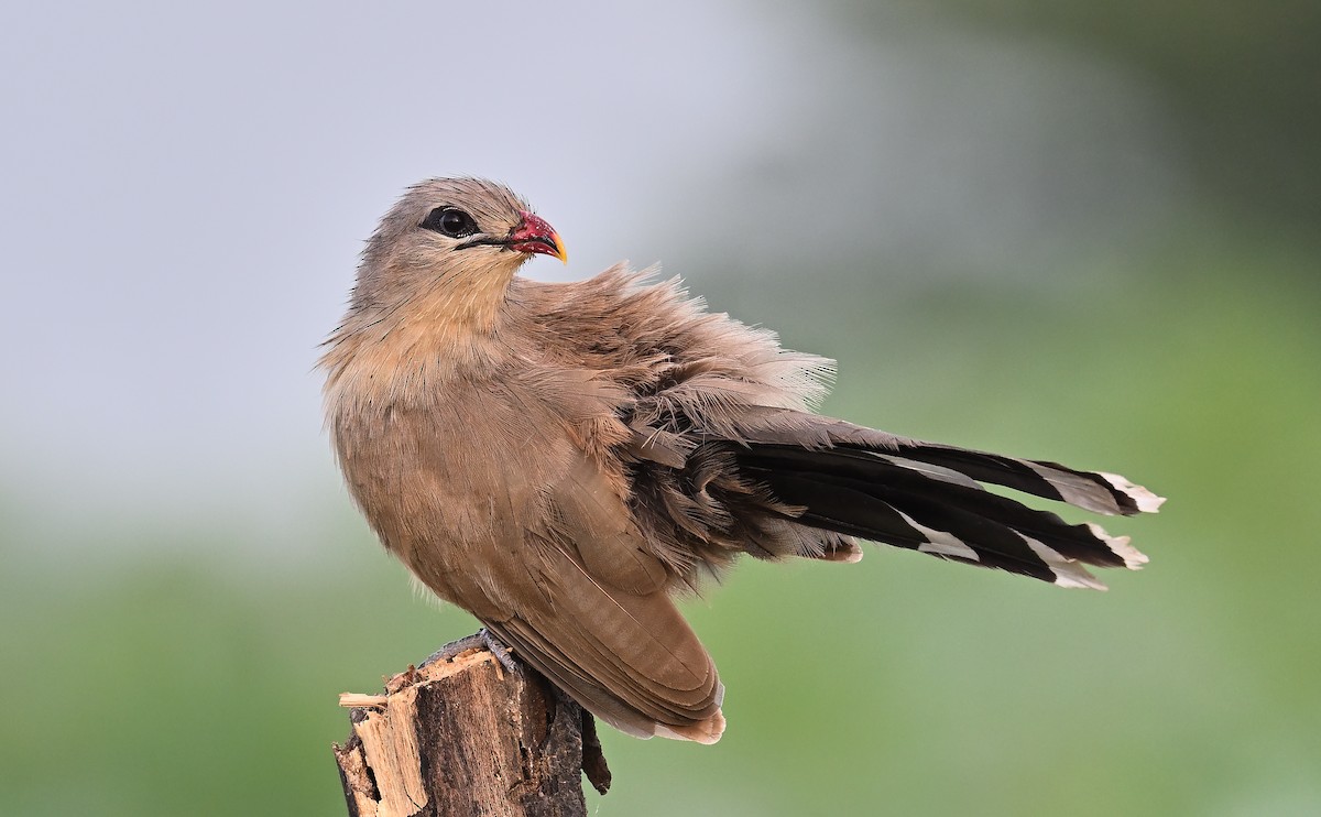 Sirkeer Malkoha - ML642695359