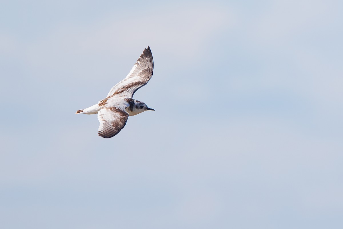Little Gull - ML642695360