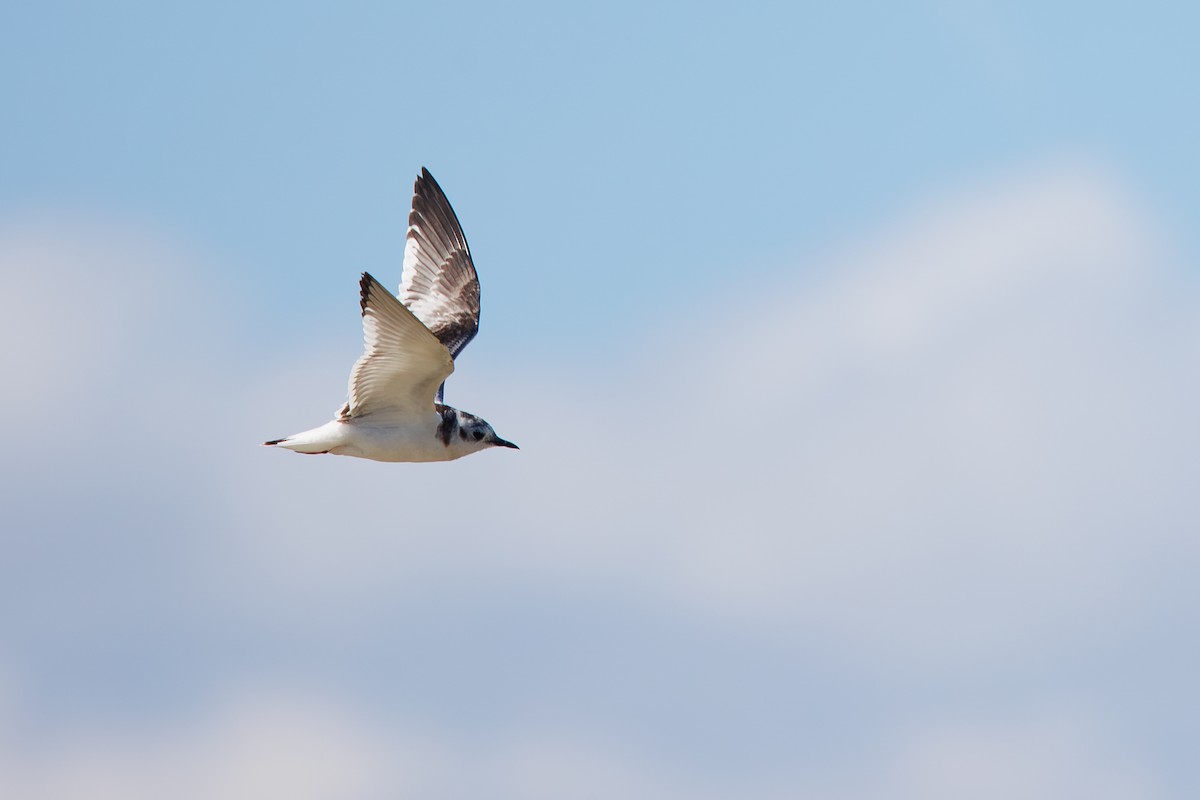 Little Gull - ML642695361