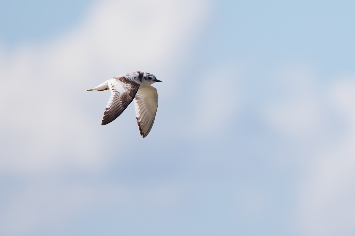 Little Gull - ML642695362
