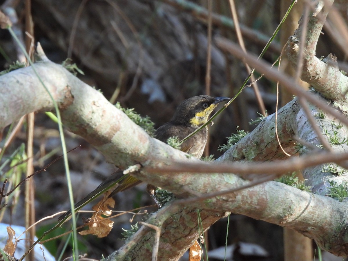 Mangrove Honeyeater - ML642695363