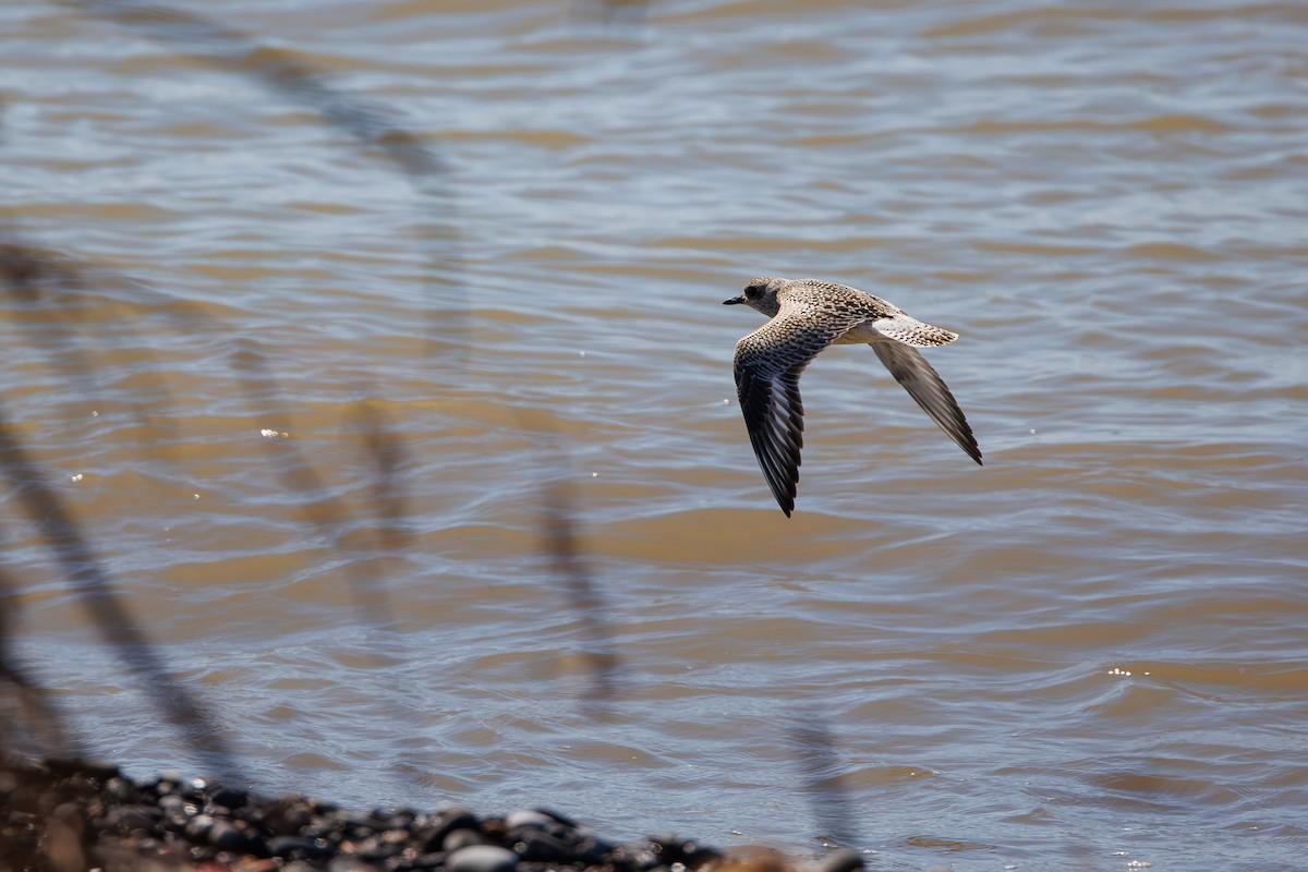 Black-bellied Plover - ML642695364