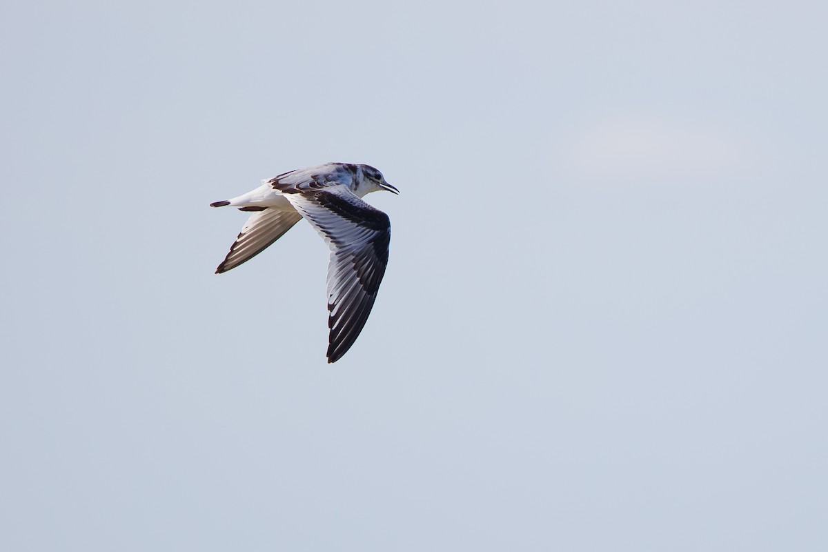 Little Gull - ML642695366
