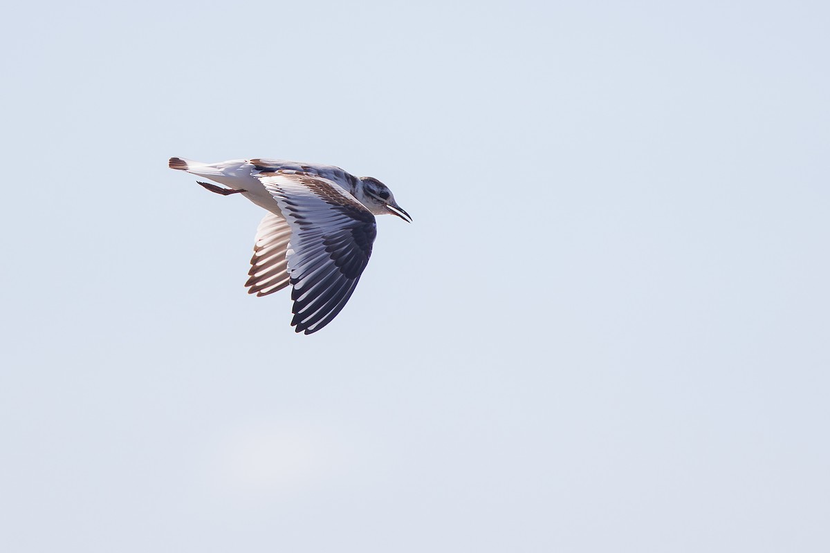 Little Gull - ML642695367