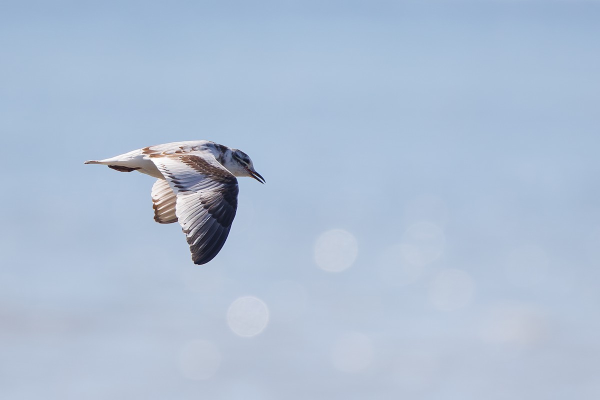 Little Gull - ML642695368