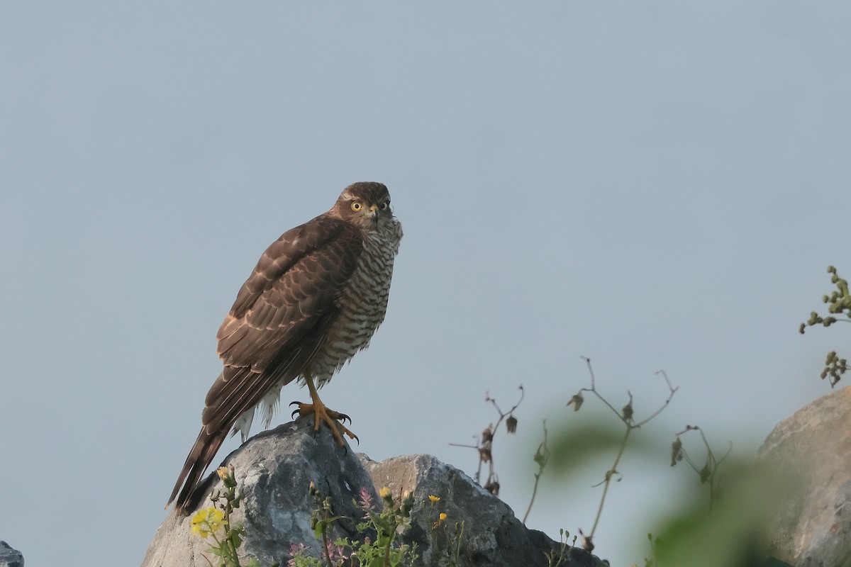 Eurasian Sparrowhawk - ML642695374