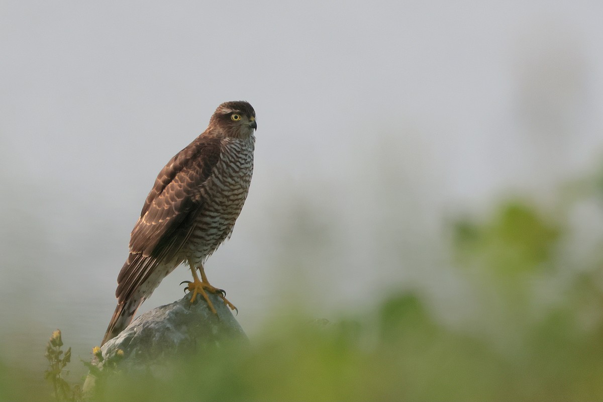 Eurasian Sparrowhawk - ML642695375