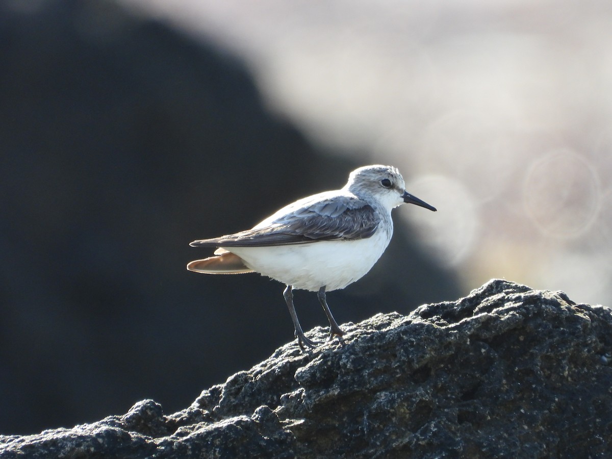 Red-necked Stint - ML642695377