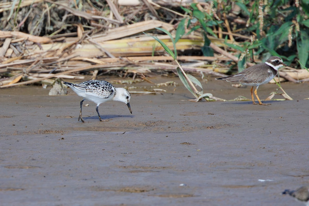 Sanderling - ML642695378