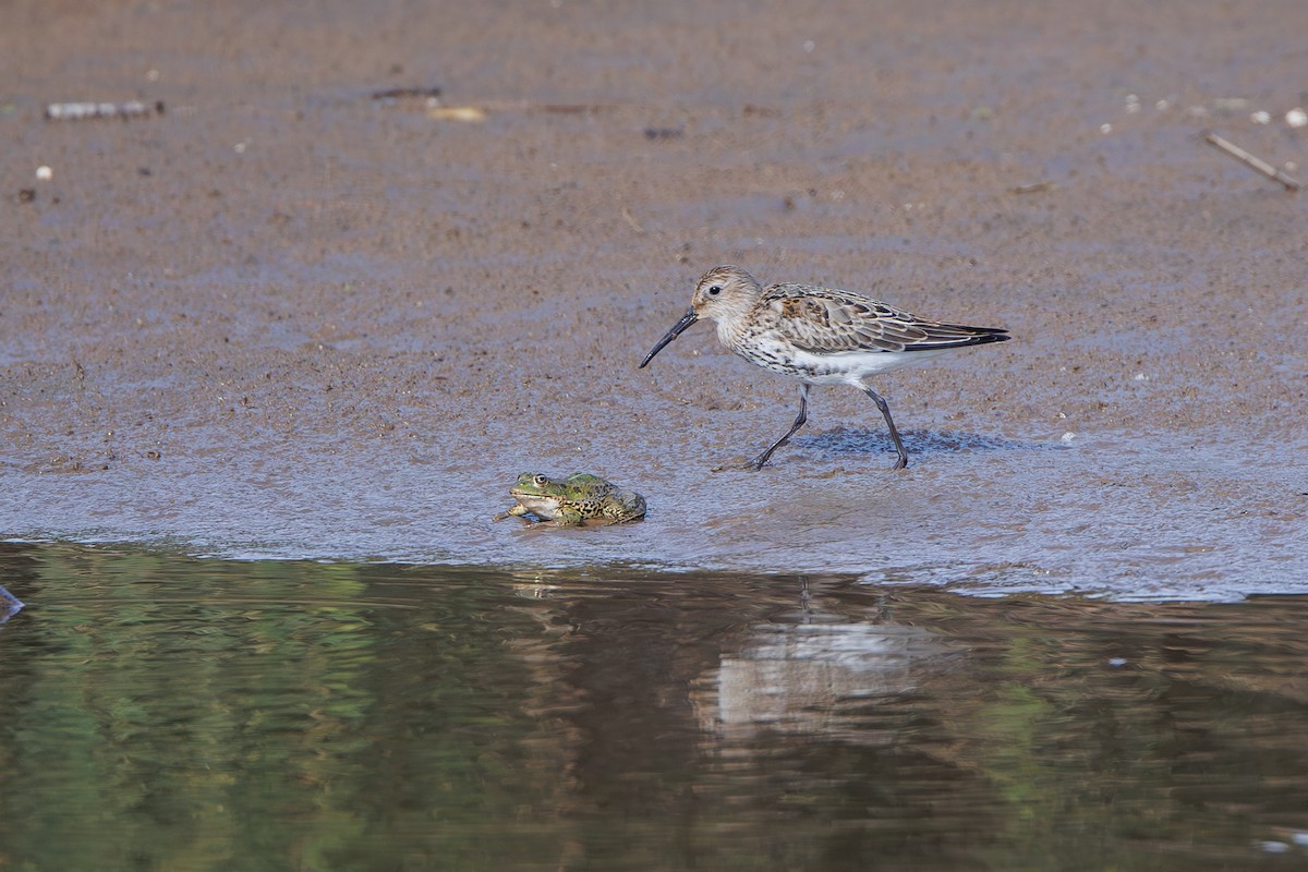 Dunlin - ML642695379