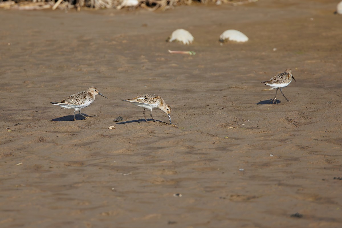 Dunlin - ML642695380