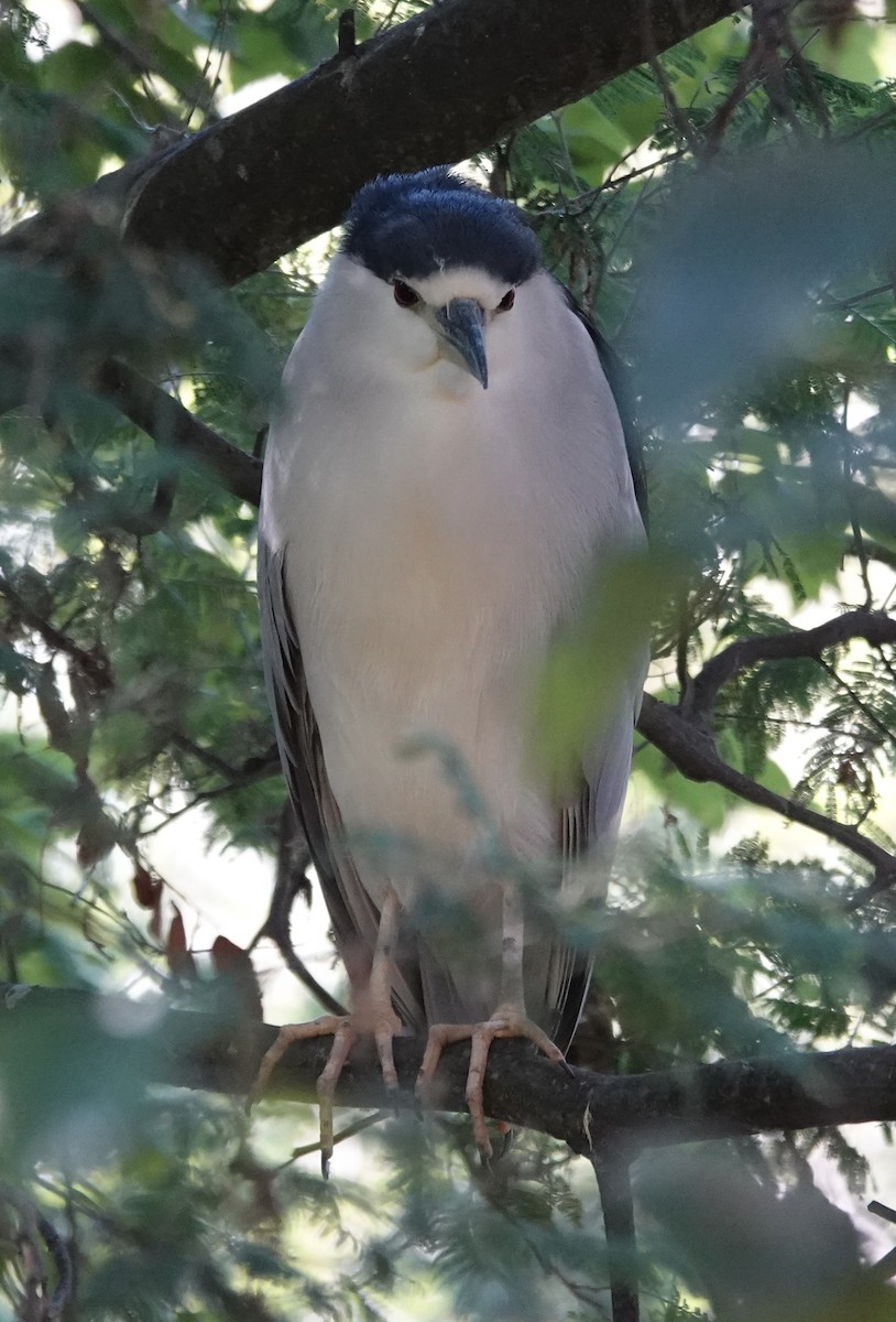 Black-crowned Night Heron - ML642695383