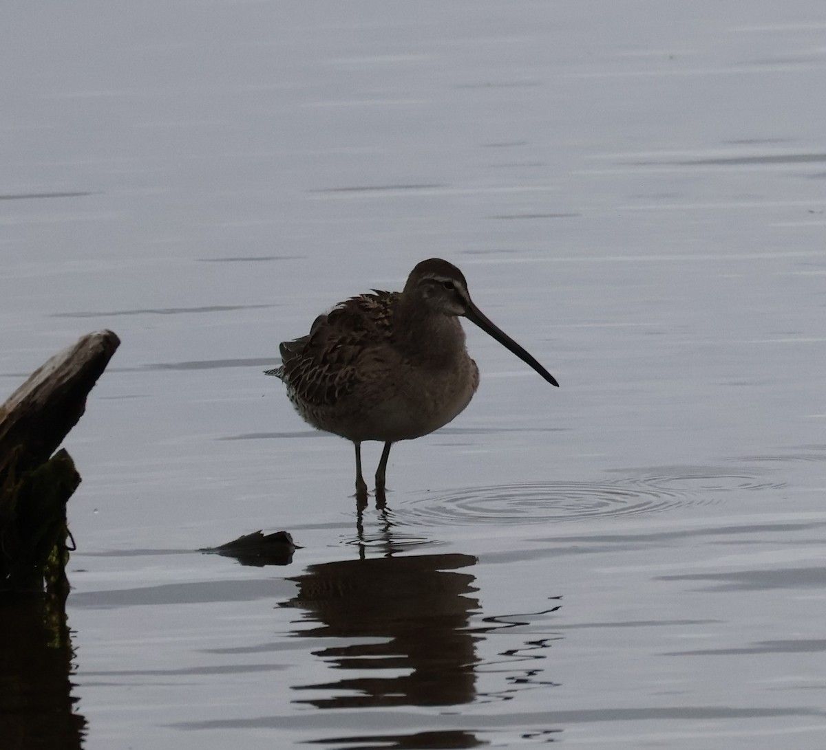 Long-billed Dowitcher - ML642695385