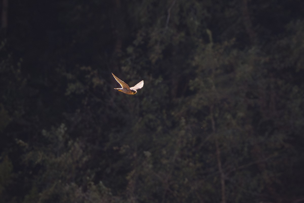 Peregrine Falcon (Mediterranean) - ML642695388