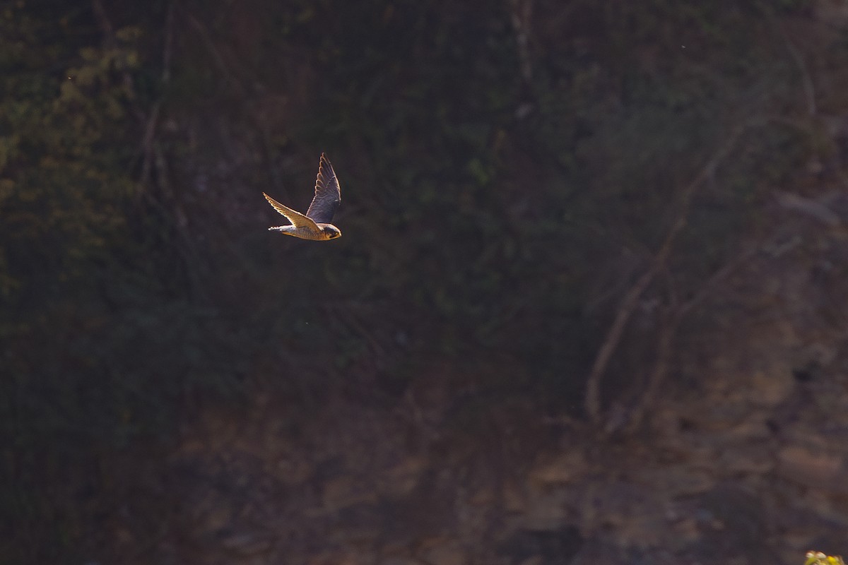 Peregrine Falcon (Mediterranean) - ML642695389