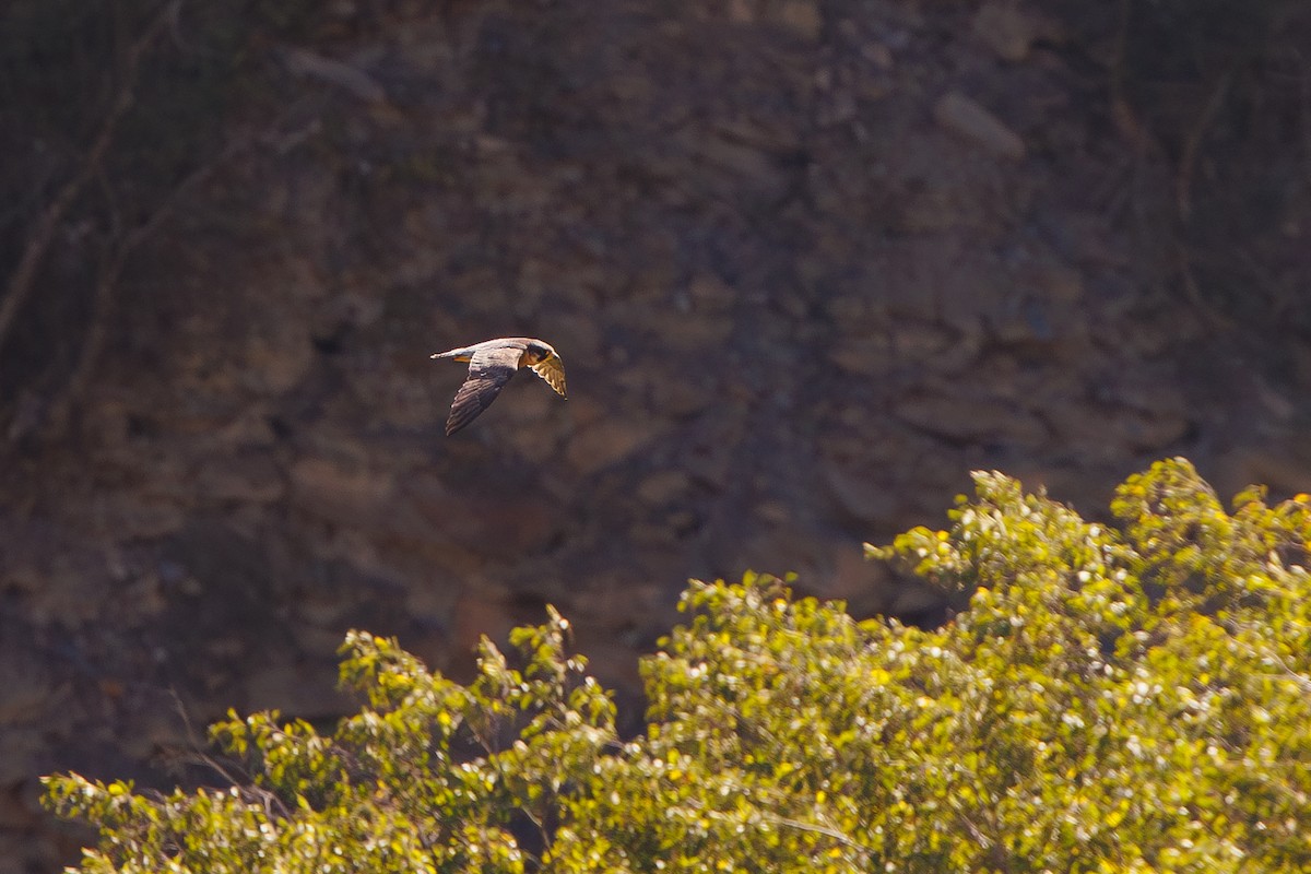 Peregrine Falcon (Mediterranean) - ML642695390