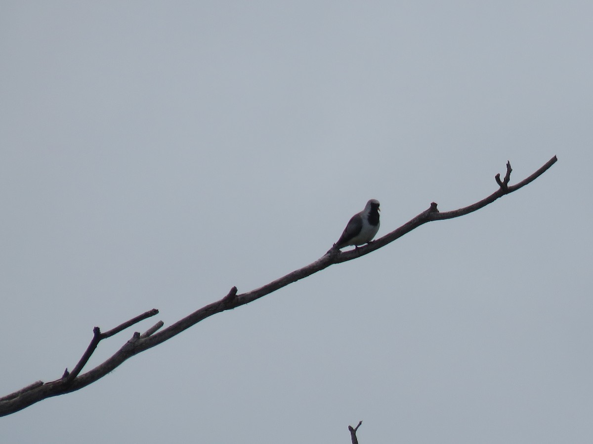 Namaqua Dove - ML642695393
