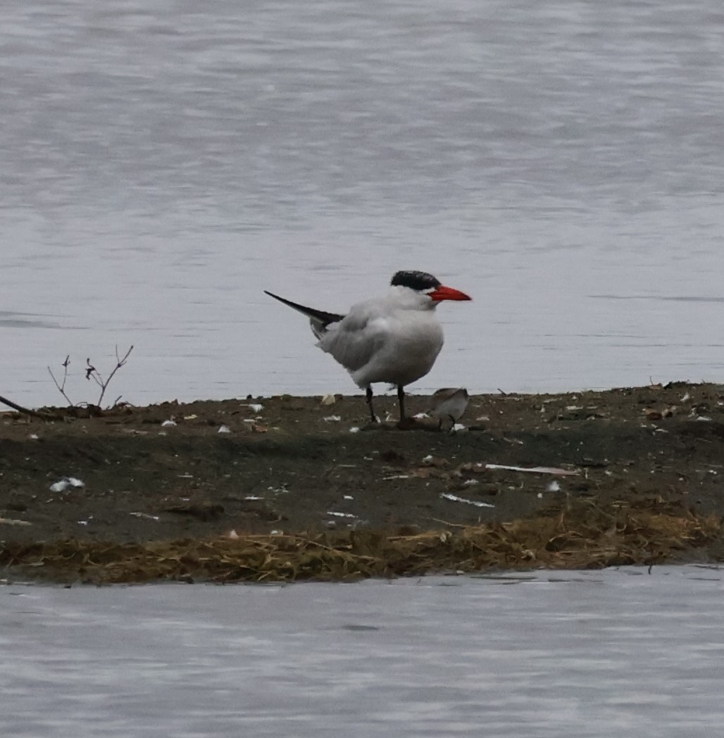 Caspian Tern - ML642695400