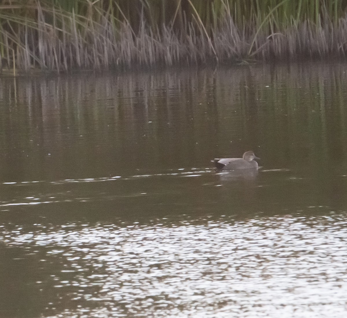 Gadwall - ML642695405