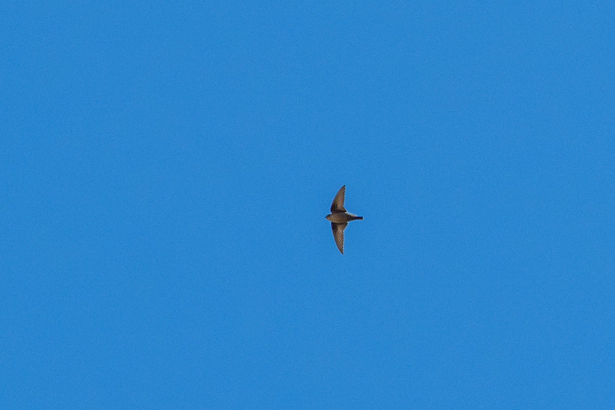 Eurasian Crag-Martin - ML642695407