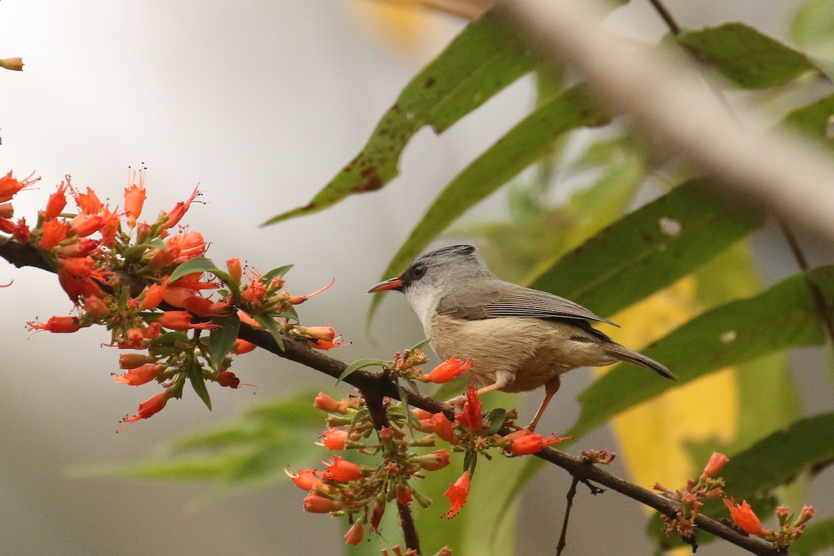 Black-chinned Yuhina - ML642695410
