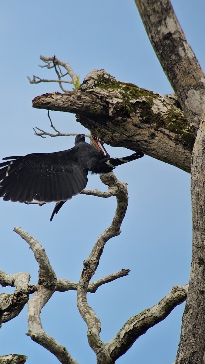 Crane Hawk - ML642695416