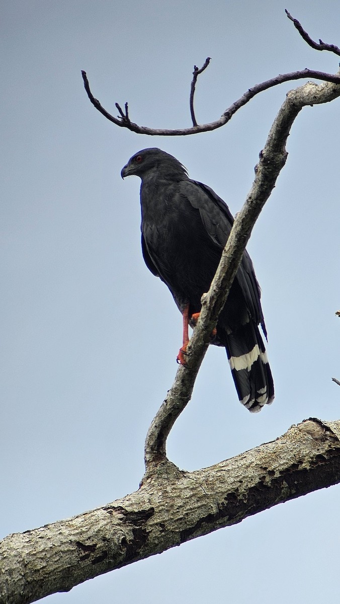 Crane Hawk - ML642695417